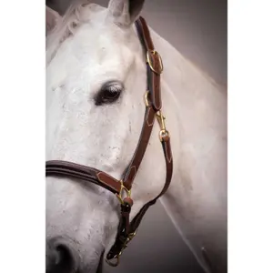 Cabresto de couro para cavalos Paddock Sports image-2