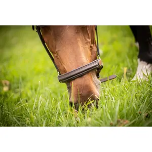 Cabresto de couro para cavalos Paddock Sports image-6