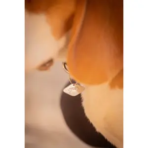 Κολάρο για σκύλο Pénélope Billie image-3