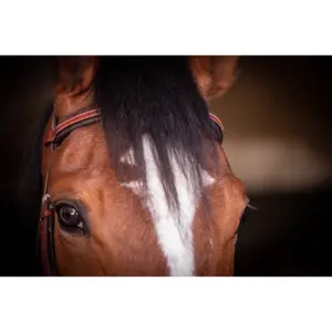 Hoofdstellen Pénélope US image-2