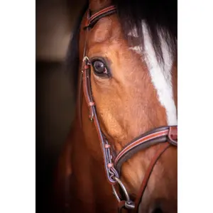 Hoofdstellen Pénélope US image-3