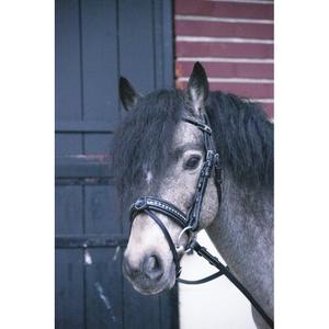 301606102-riding-bridles-penelope-eden-black-pony