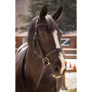 301604218-trans-for-ridning-penelope-smoothie-svart-svart