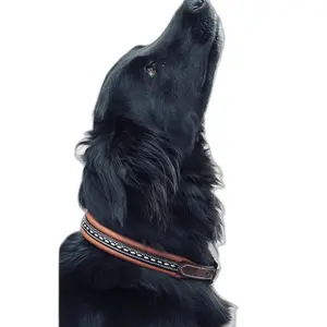 Dog collar Pénélope Point Sellier image-0