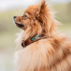 Coleira cão Pénélope Pearl image-0