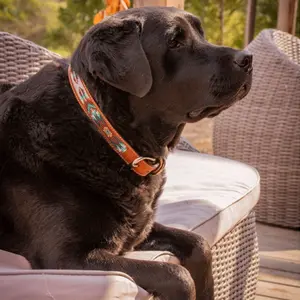 Coleira cão Pénélope Pearl image-1