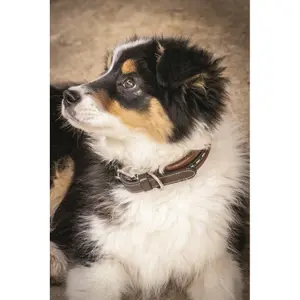 Hondenhalsband Penelope Point Sellier image-1