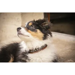 Hondenhalsband Penelope Point Sellier image-3