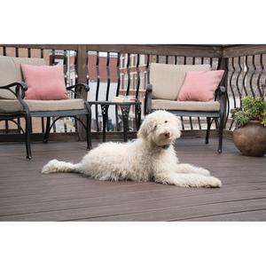 Anti-gø-halsbånd til hunde PetSafe PBC19-16448 Lite image-3