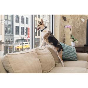 Refillable anti-bark collar for dogs PetSafe image-3