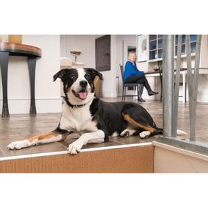 Extra träningshalsband för hundar PetSafe image-1