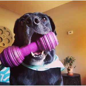 Klokkeben-legetøj til hunde PetSafe Chuckle™ image-4