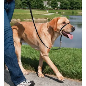 Λουρί για σκύλο PetSafe Easy Walk image-4