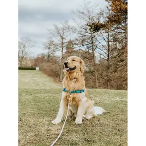 Arnés para perros PetSafe EasyWalk Deluxe image-3