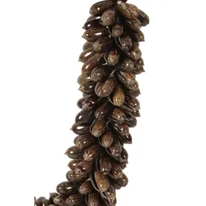 Collare Pole To Pole J84 Small Shell Necklace image-3