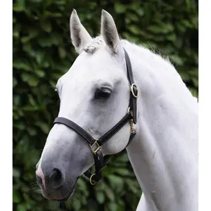 Halter for horse Premier Equine image-4