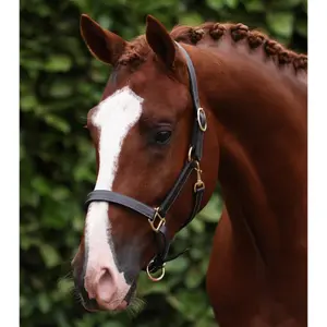 Halter for horse Premier Equine image-4