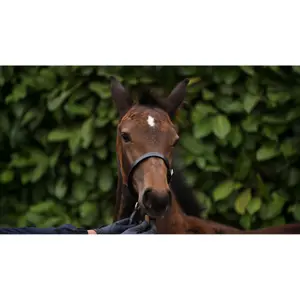 Foal headcollar 3/4 Premier Equine image-5