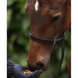 Foal headcollar 3/4 Premier Equine image-6