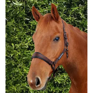 Licol nylon pour cheval Premier Equine Corda image-2