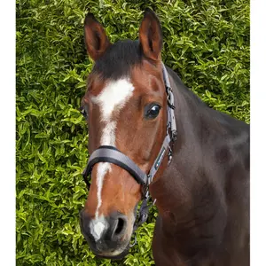 Licol nylon pour cheval Premier Equine Corda image-2