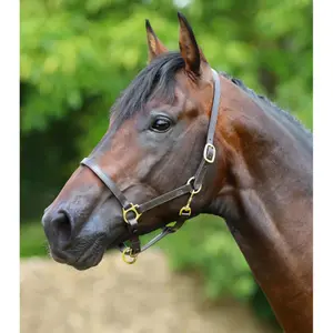Leren halster voor paarden Premier Equine image-1