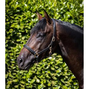 Leather padded horse halter Premier Equine image-1