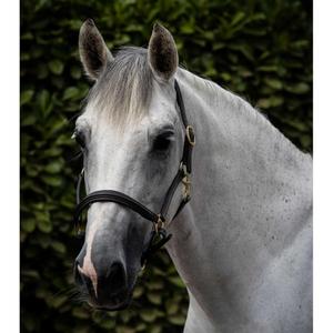 Leather padded horse halter Premier Equine image-1