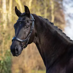 Bridles for horses Presteq FaySport Blackpearl image-6