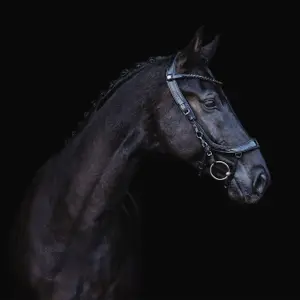 Bridles for horses Presteq FaySport Blackpearl image-5