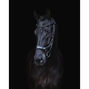 Bridles for horses Presteq FaySport Blackpearl image-4