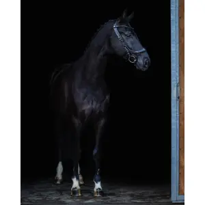 Bridles for horses Presteq FaySport Blackpearl image-3