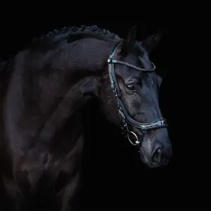 Bridles for horses Presteq FaySport Blackpearl image-1