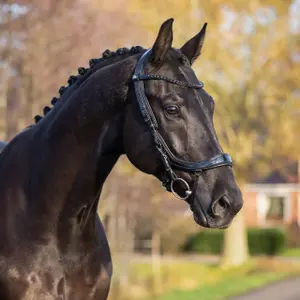 Bridles for horses Presteq FaySport Blackpearl image-2
