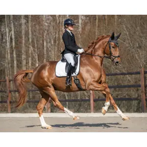 Sattelunterlage für Pferde Presteq PerformNow image-1