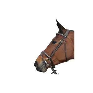 161134-marron-trans-for-ridning-privilege-equitation-cannes-brun