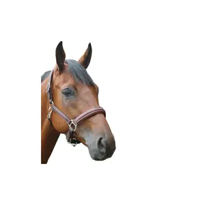 Λουρί για άλογο από πολυαιθυλένιο Privilège Equitation Royan image-0