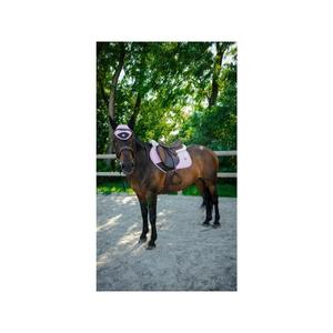 Fliegenhaube für kurzes Pferd Pro Series Combo Master image-3