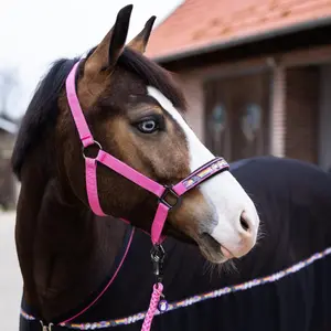 Pony halter Pummel & Friends Halfter Uno Plus image-2