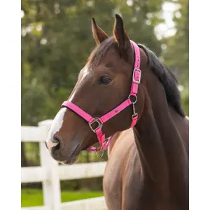 Halter for horse QHP image-1