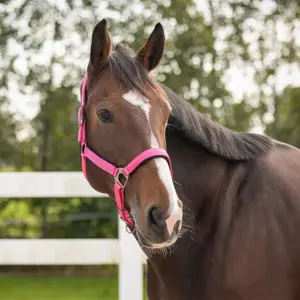 Halter for horse QHP image-2