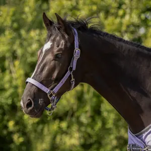 Halter and lead rope set for horse QHP image-1