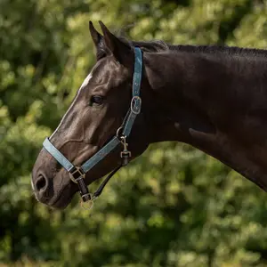 Halter and lead rope set for horse QHP image-2