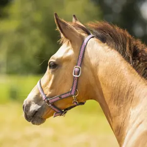 Halter for horse QHP image-1