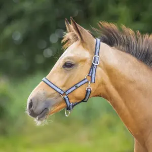 Halter for horse QHP image-1