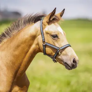 Halter for horse QHP image-1