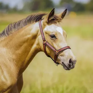 Halter for horse QHP image-1