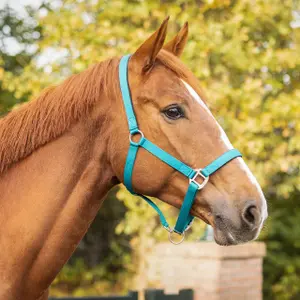 Nylon halter with lining QHP image-1
