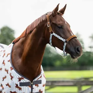 Juego de cabestro y correa para caballos QHP Stable Buddy image-1