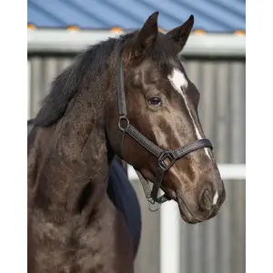 Halter for horse QHP Glitter image-1